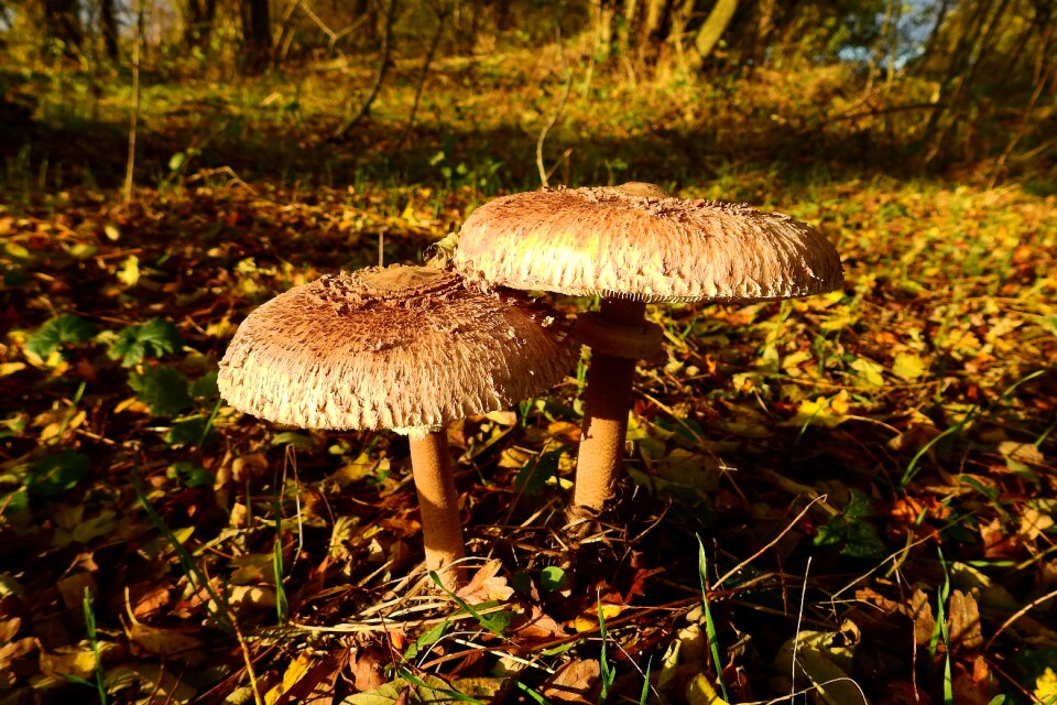 Mushrooms owls nature