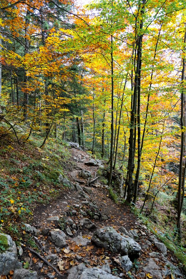 Forests landscape trees