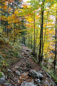 Forests landscape trees photo