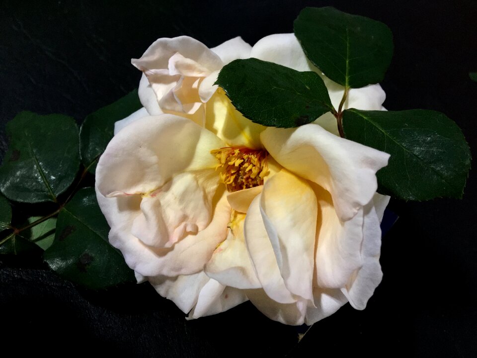 Flowers white nature