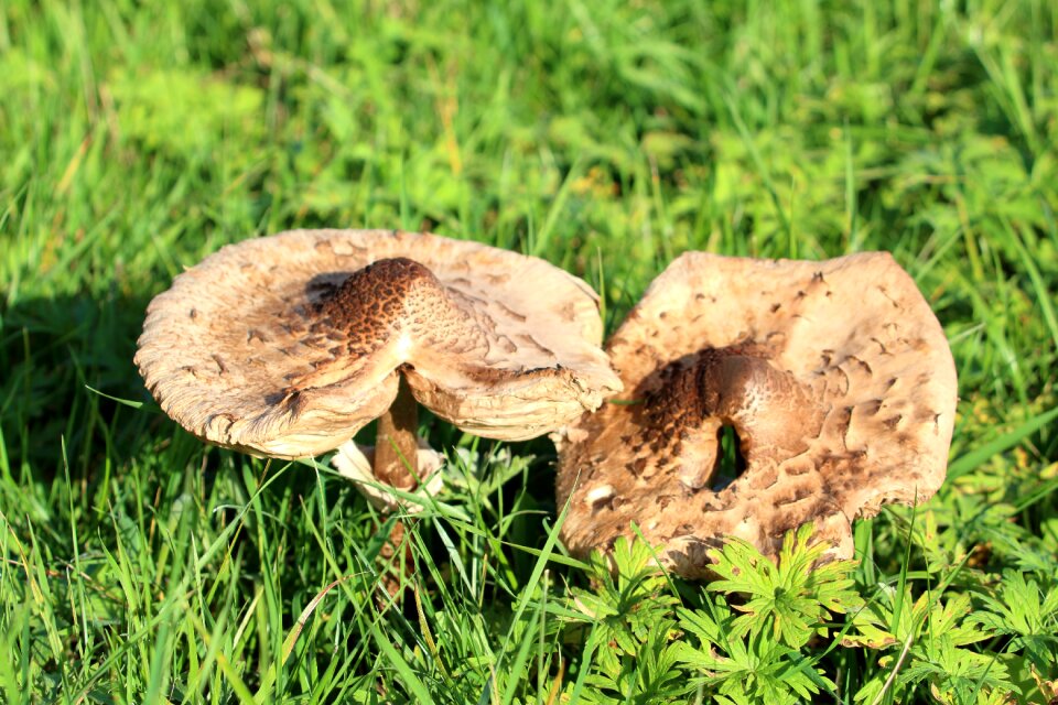Brown autumn brown mushroom