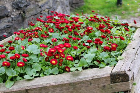 Flower bed flower spring