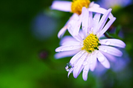 Chrysanthemum flower small fresh