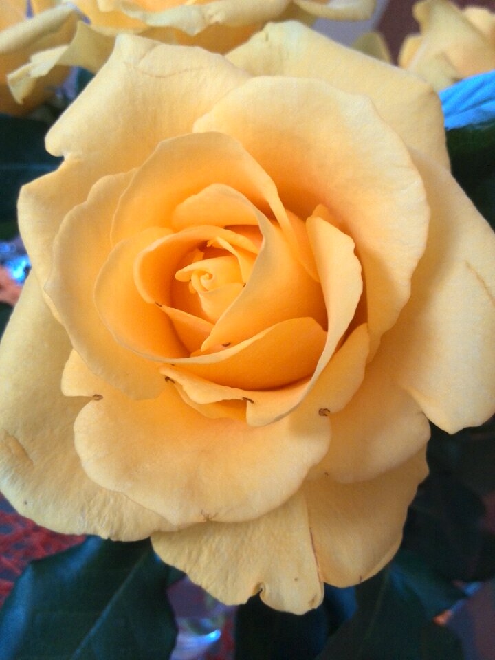 Bloom tea rose yellow