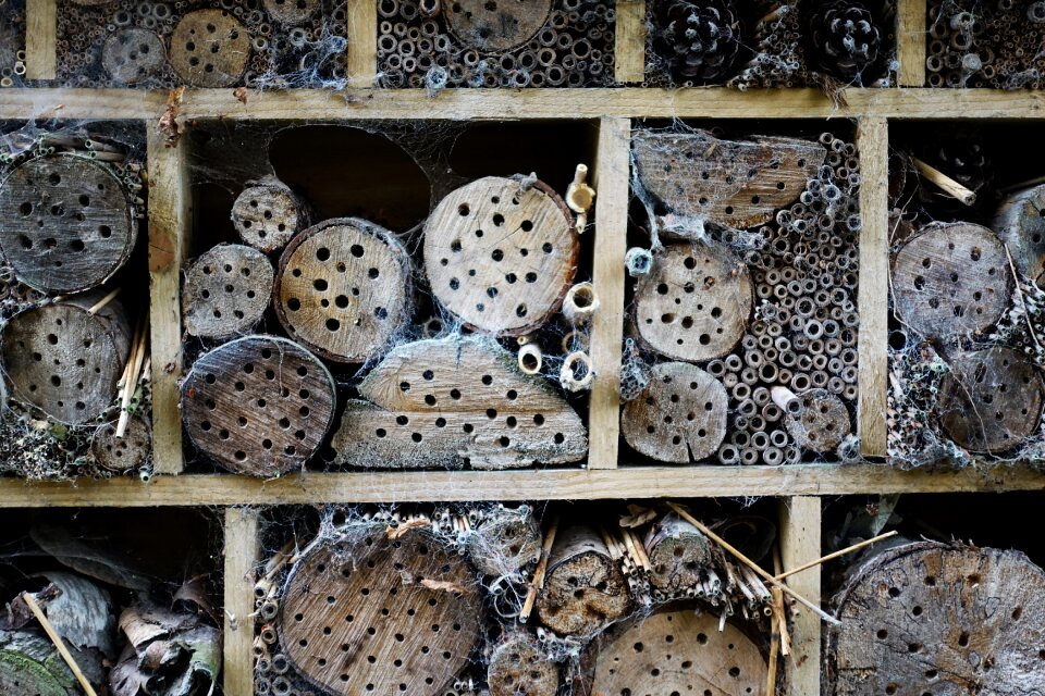 Bug hibernation texture