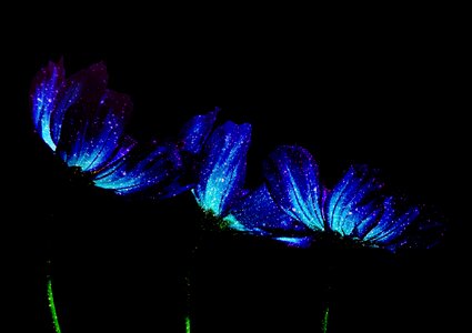 Synthesis starry sky japan flower