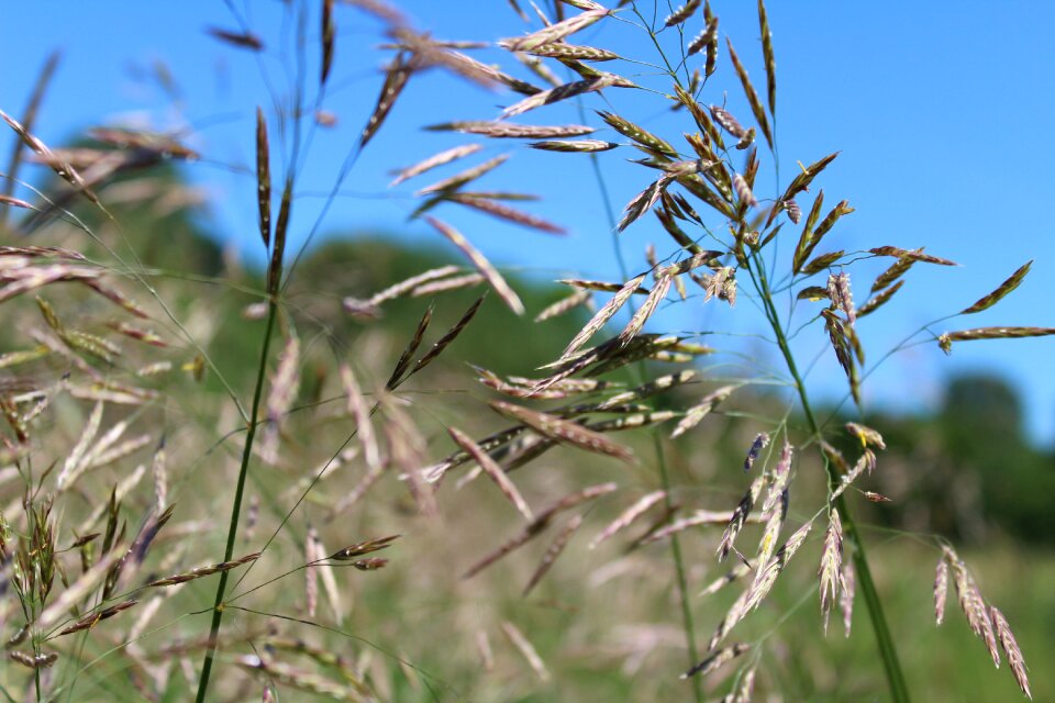 Grass meadow landscape summer