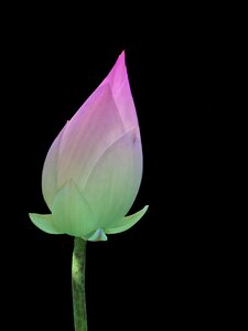 Lotus flower enhance asia photo
