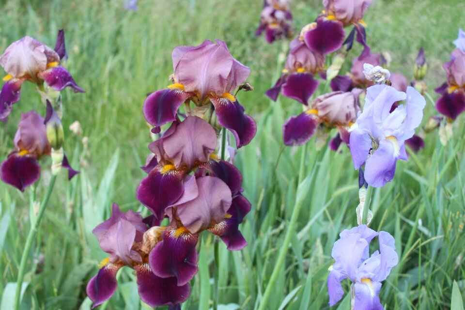Barbarisi flower bed plants