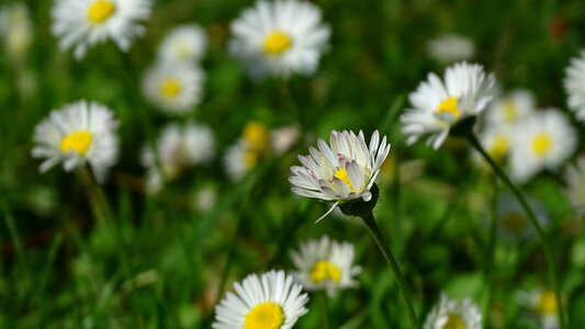 White flower perennial daisy nature