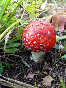 Mushroom red fly agaric autumn