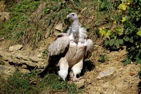 Scavengers plumage animal world