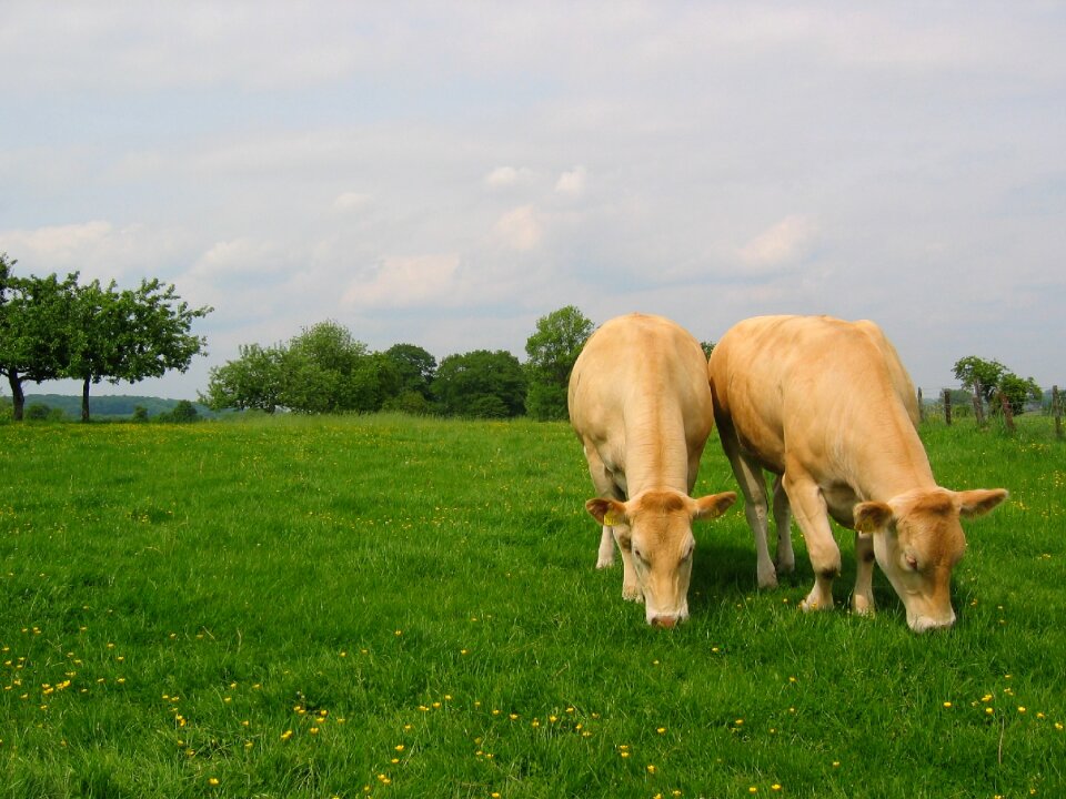 Meadow whey cows