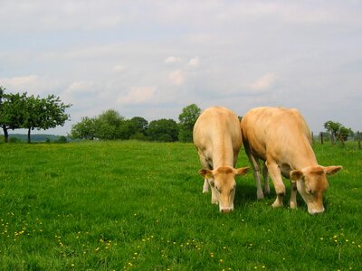 Meadow whey cows