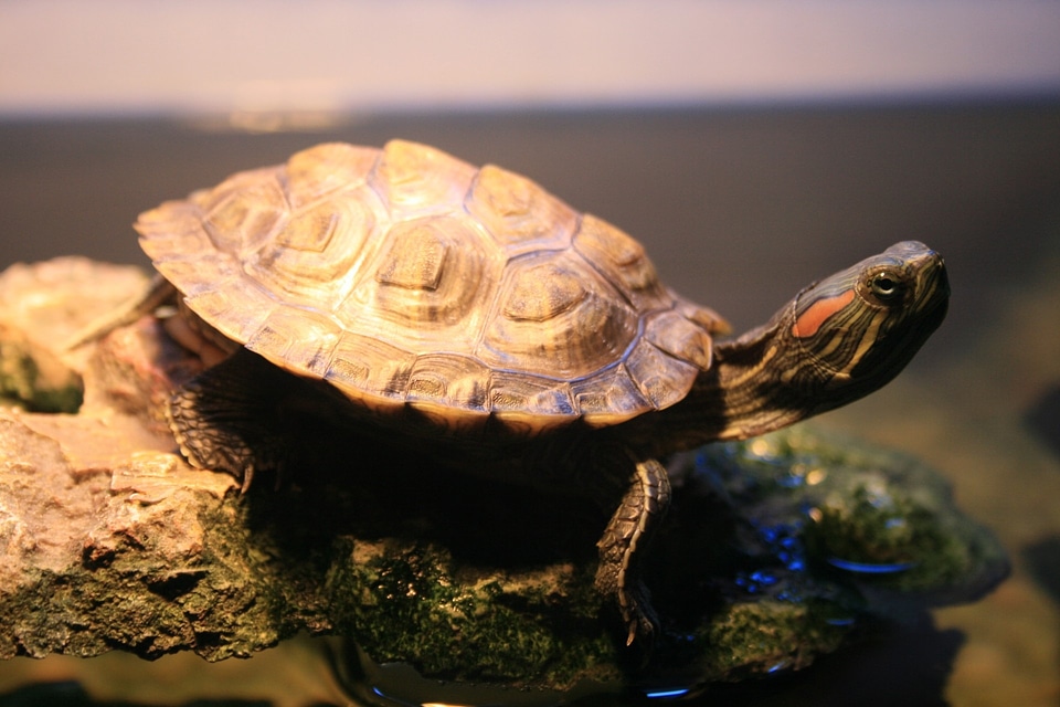 Red eared striped animal