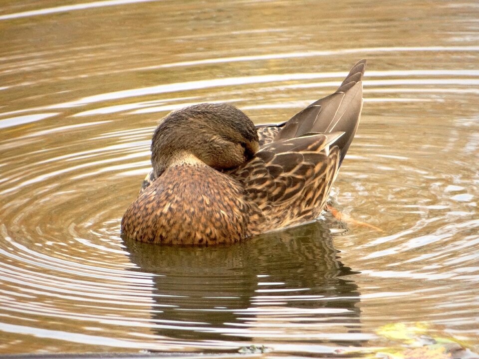 Wild birds ducks mallard duck photo