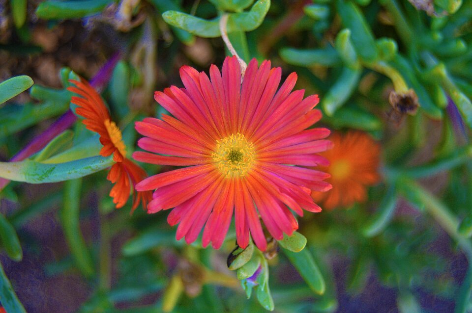 Succulent plant petal petals orange
