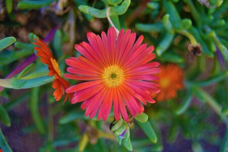 Succulent plant petal petals orange photo