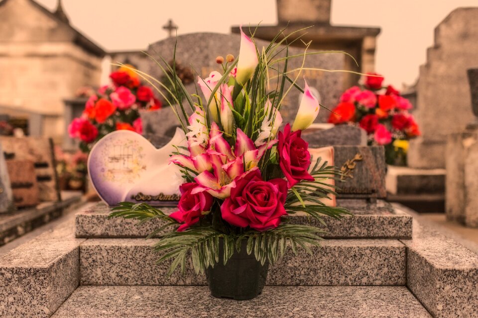 Toussaint flowers red