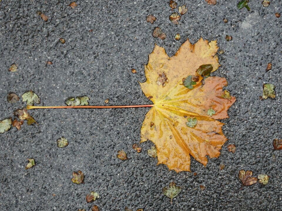 Autumn fallen discolored