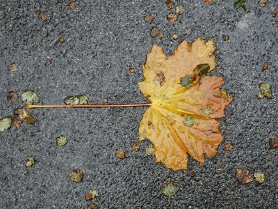 Autumn fallen discolored