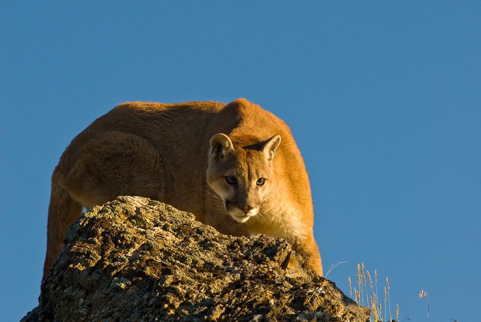 Cougar cat carnivore