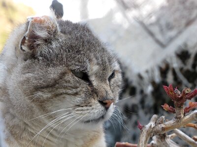Animals cat eyes wildcat