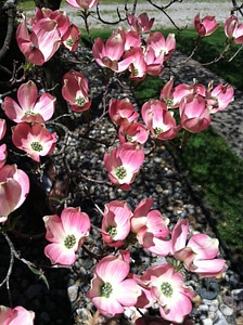 Floral plants natural