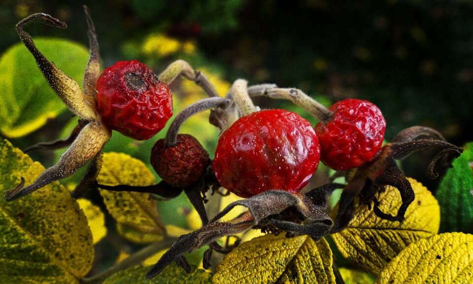 Fruit apple rose rosa rugosa
