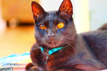 Black cute pet
