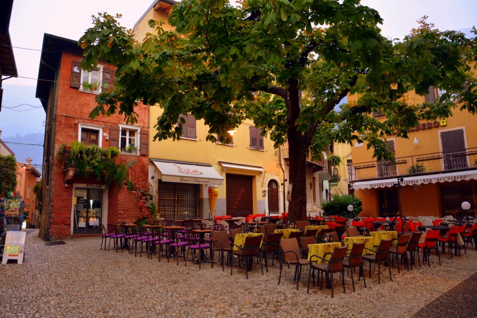 Tree malcesine italy