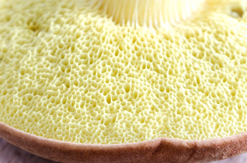 Fungi fungus nature
