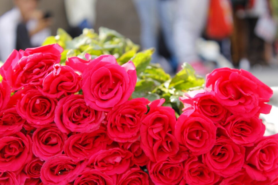 Pink roses dozen group
