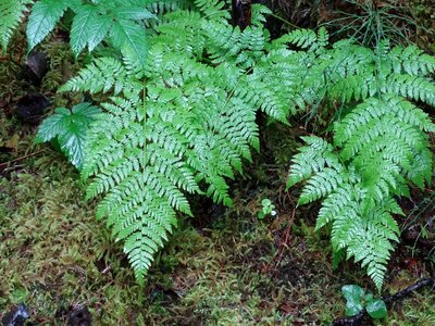Forest nature