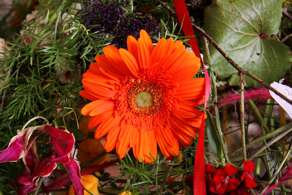 Orange blossom bloom