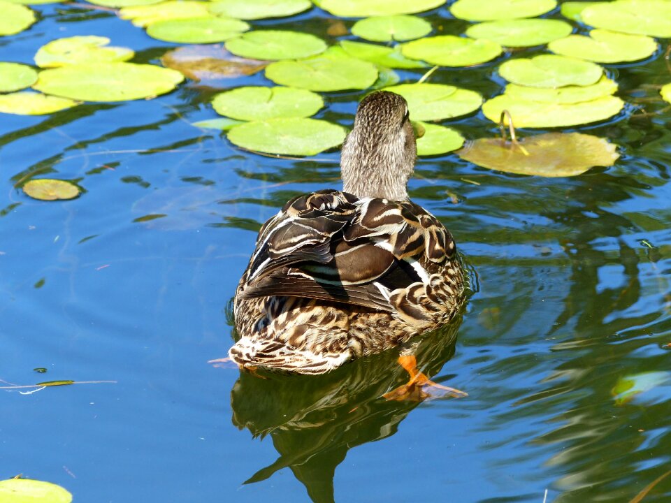 Nature animal wild