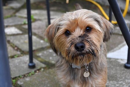 Canine cute happy photo