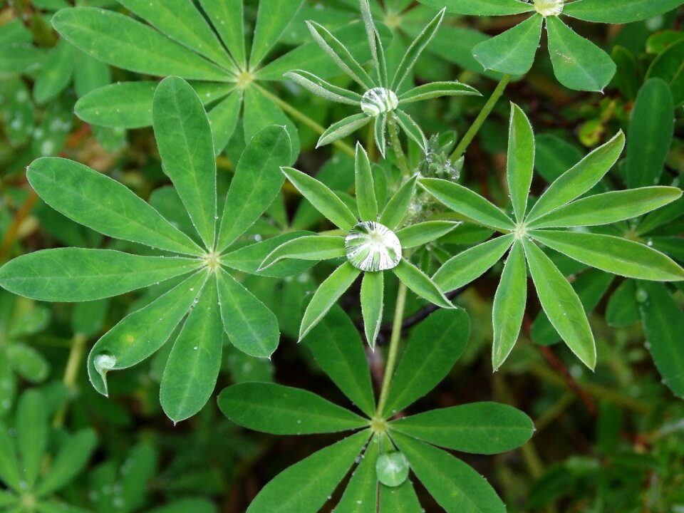 Green leaf water