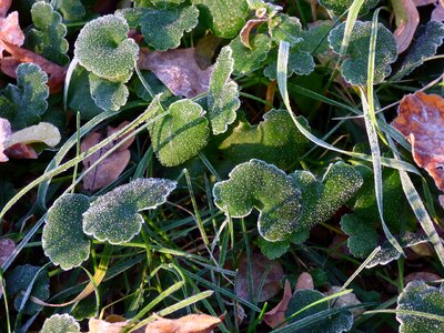 Frost autumn freezing