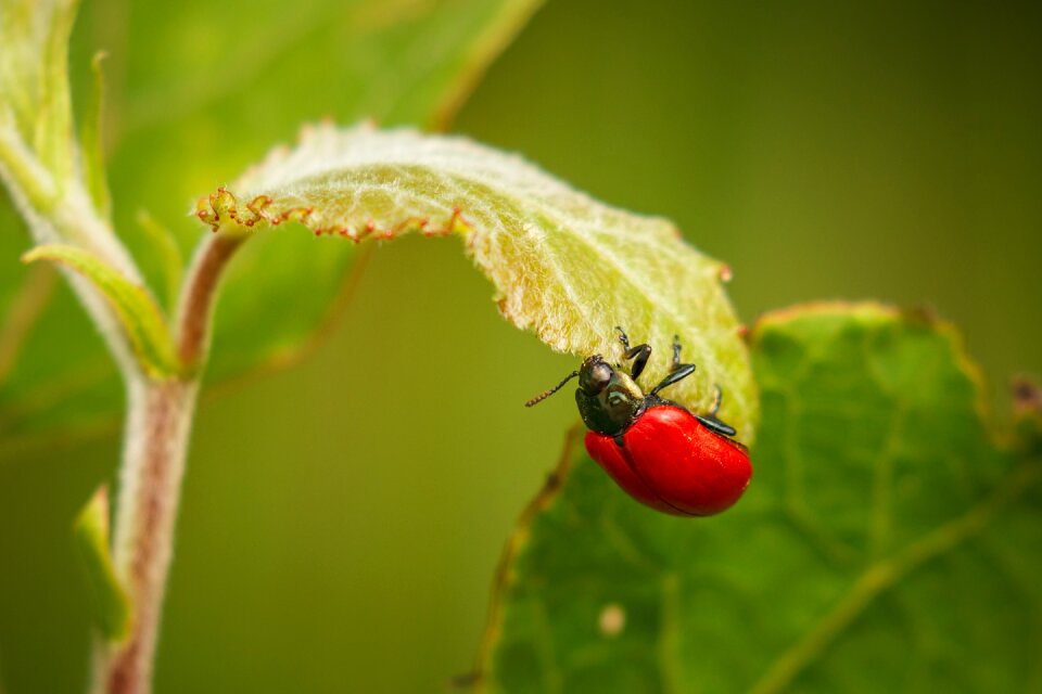 Nature animal insect