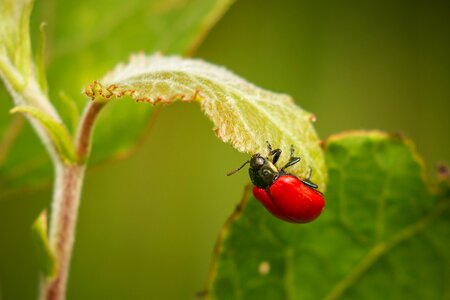 Nature animal insect