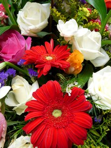 Gerbera blossom bloom