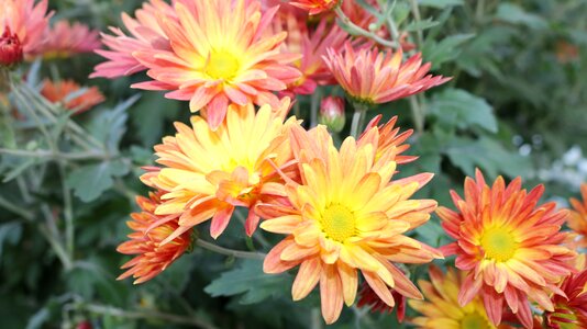 Yellow flower chrysanthemum photo