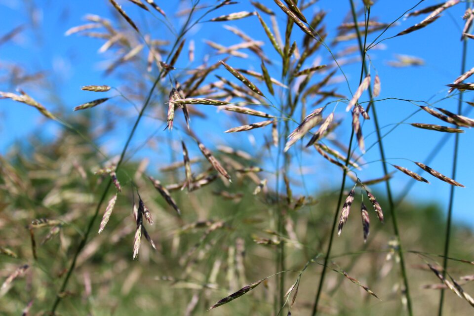 High grass meadow summer photo