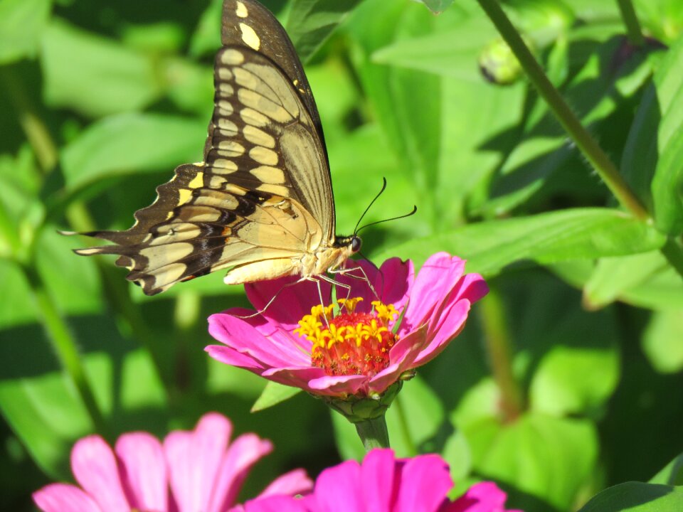 Pink flowers garden