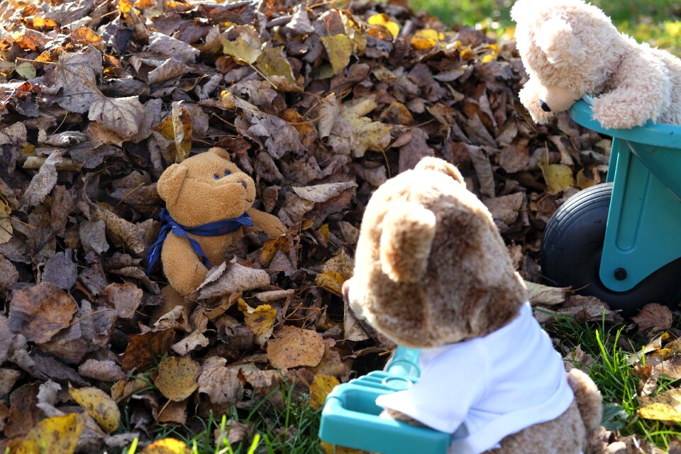 Teddy bear teddy bear