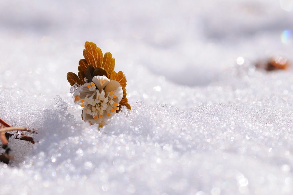 Snow flowers sunshine