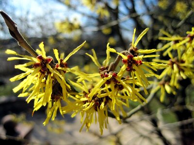 Bloom sunshine spring awakening photo