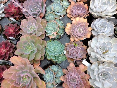 Leaves gardening potted plants