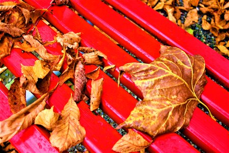 Autumn gold rain autumn foliage